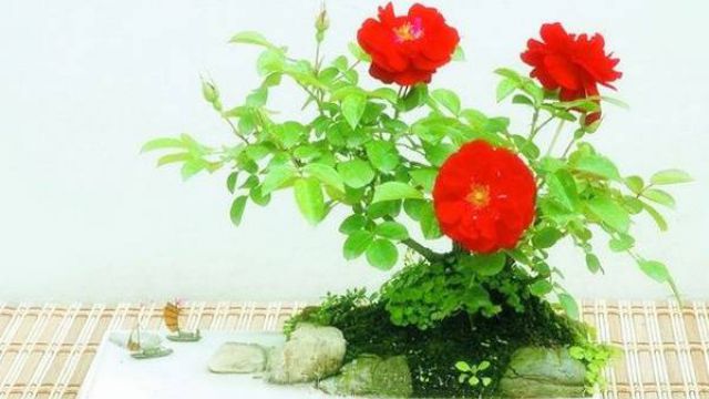 月季花盆景制作方法 月季花盆景制作方法