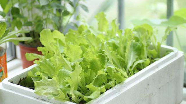 阳台怎么种生菜 阳台怎么种生菜