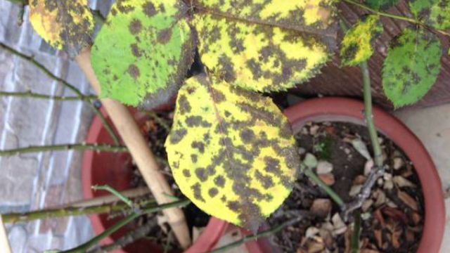 月季花叶子发黄怎么回事 月季花叶子发黄怎么回事