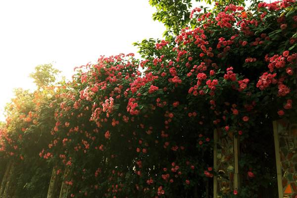 怎样修剪月季花 怎样修剪月季花