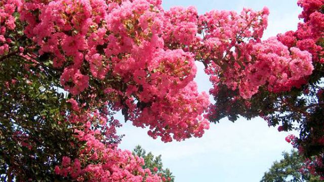 紫薇花的养殖方法 紫薇花的养殖方法