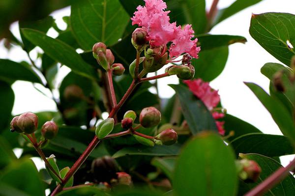 紫薇花叶子变黄的原因及防治 紫薇花叶子变黄的原因及防治