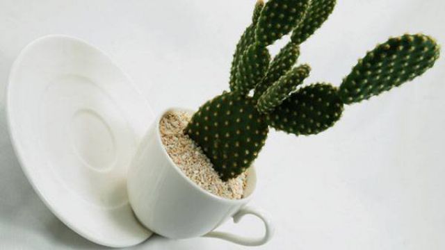 仙人掌的用途与价值 仙人掌的用途与价值