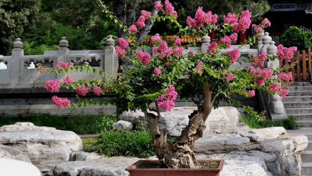 紫薇花怎么制作盆景 紫薇花怎么制作盆景