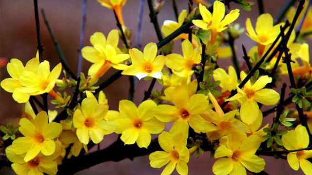 如何给迎春花施肥 如何给迎春花施肥
