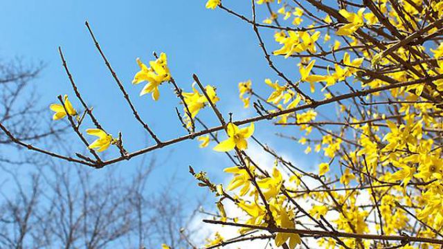 盆栽迎春花的养殖方法和注意事项 盆栽迎春花的养殖方法和注意事项