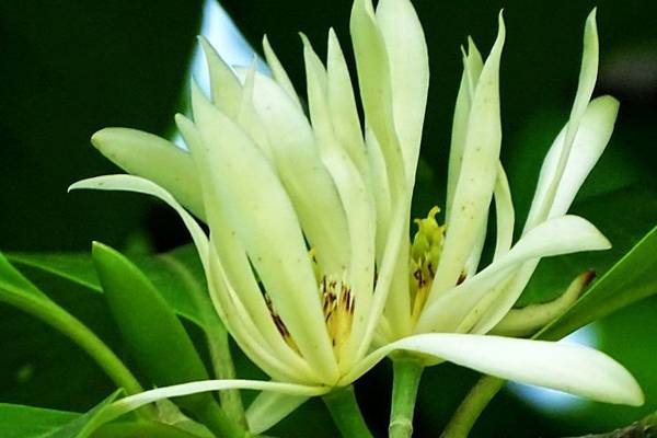 白兰花的浇水方法 白兰花的浇水方法