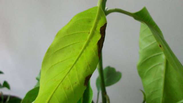 白兰花叶子发黄怎么办 白兰花叶子发黄怎么办