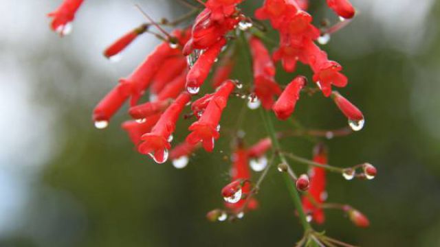 爆仗竹(炮仗竹)盆栽管理方法 爆仗竹(炮仗竹)盆栽管理方法