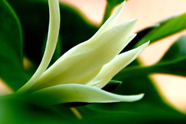 白兰花四季养护管理 白兰花四季养护管理