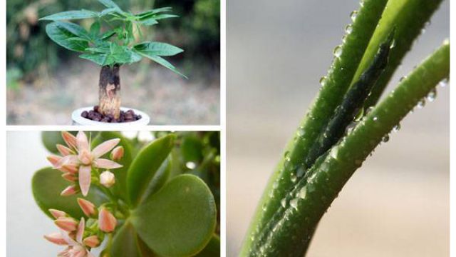 适合摆放在财位上的植物有哪些? 适合摆放在财位上的植物有哪些?