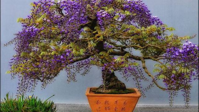 怎么使盆栽紫藤年年开花? 怎么使盆栽紫藤年年开花?