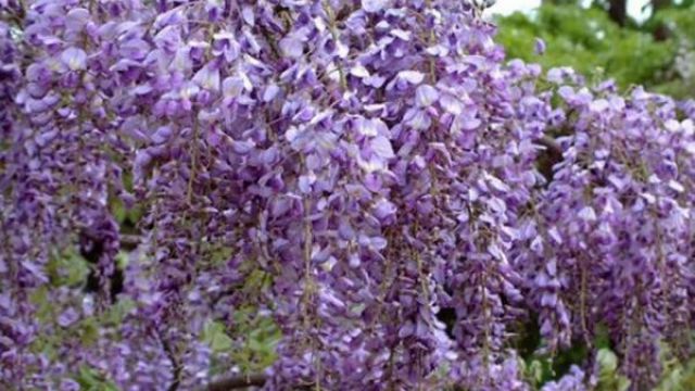 紫藤常见虫害及防治 紫藤常见虫害及防治