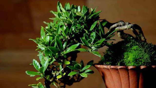 栀子花怎样换盆 栀子花怎样换盆