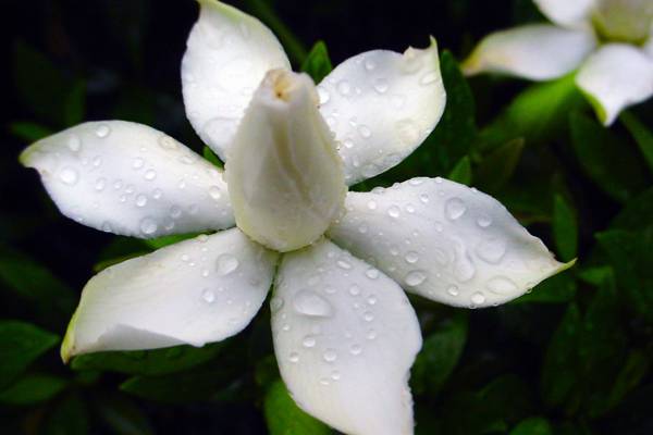 栀子花怎么施肥 栀子花怎么施肥