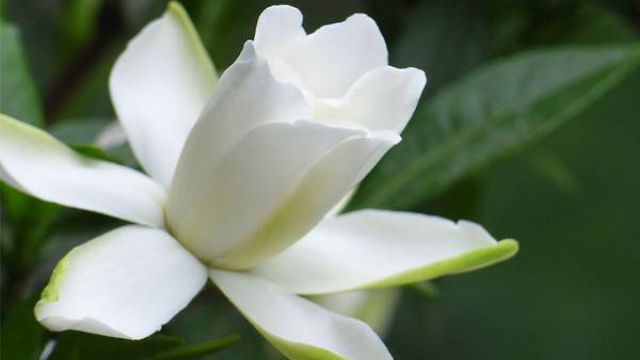栀子花怎么浇水 栀子花怎么浇水