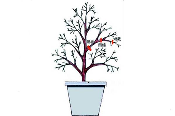 栀子花休眠期怎样修剪 栀子花休眠期怎样修剪