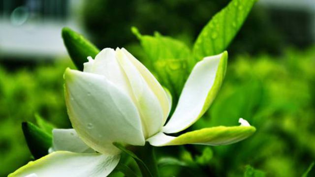栀子花为什么不开花 栀子花为什么不开花
