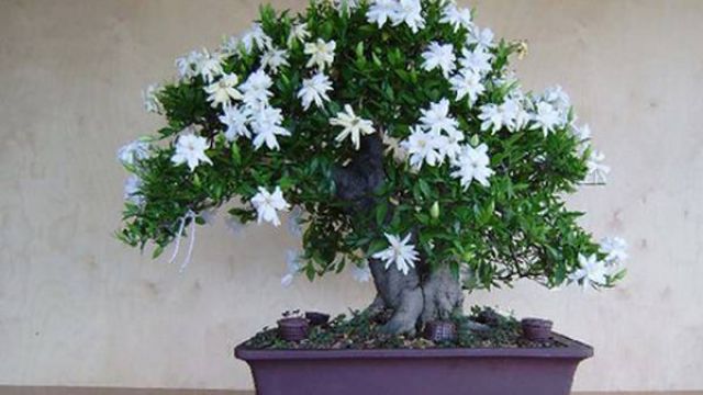 栀子花生长期修剪方法 栀子花生长期修剪方法