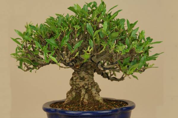 栀子花盆景制作方法 栀子花盆景制作方法