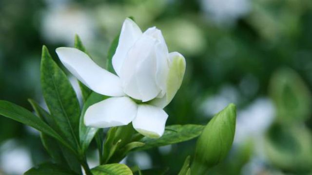 栀子花冬天怎么养 栀子花冬天怎么养