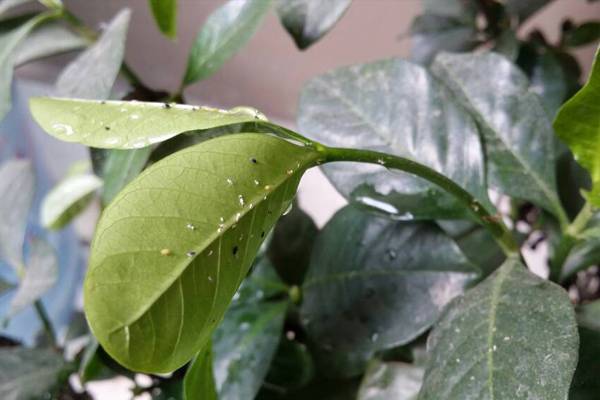 栀子花常见虫害及防治办法 栀子花常见虫害及防治办法