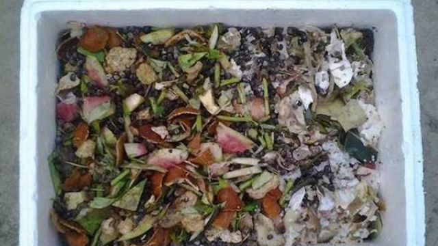 怎么自制栀子花肥料 怎么自制栀子花肥料