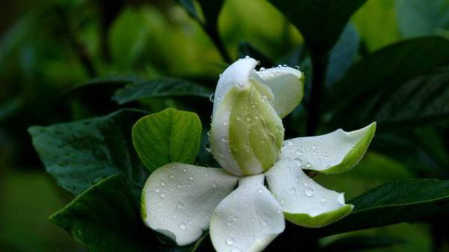 水培栀子花长出根后怎么办 水培栀子花长出根后怎么办