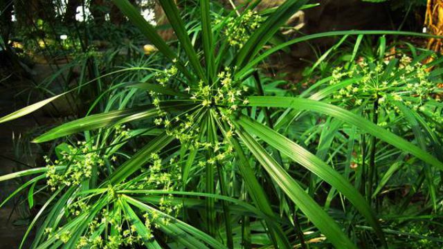 旱伞草(水棕竹)的盆景制作 旱伞草(水棕竹)的盆景制作