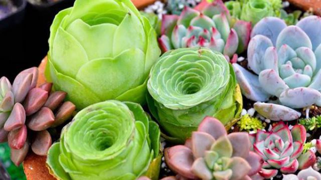 多肉植物怎么养活 多肉植物怎么养活