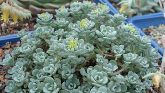 多肉植物如何浇水 多肉植物如何浇水