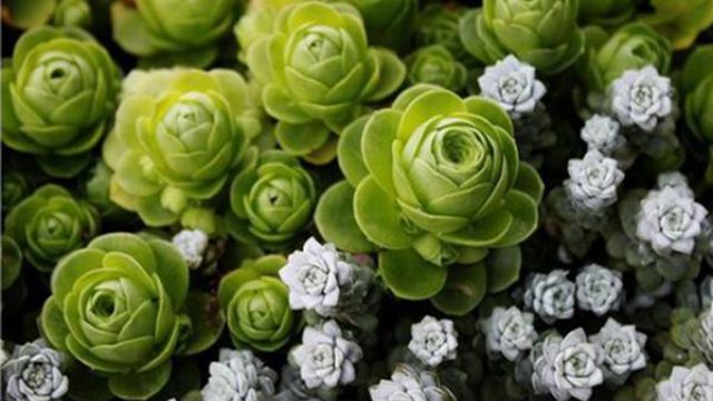 多肉植物的虫害防治 多肉植物的虫害防治
