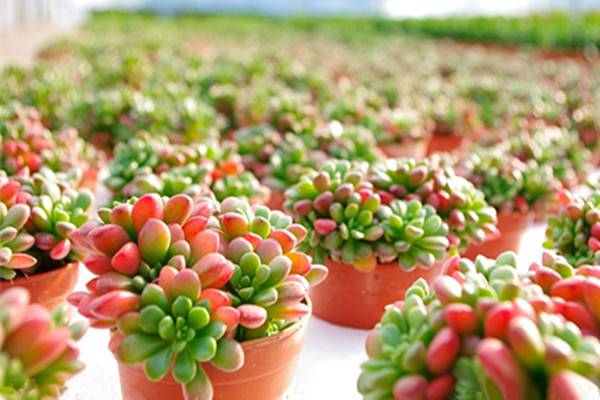 多肉植物如何施肥 多肉植物如何施肥