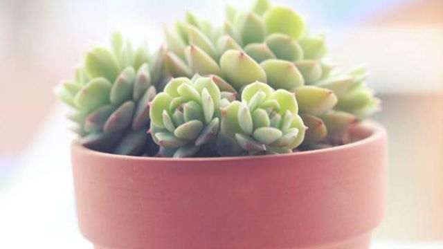 多肉植物的春季养护 多肉植物的春季养护