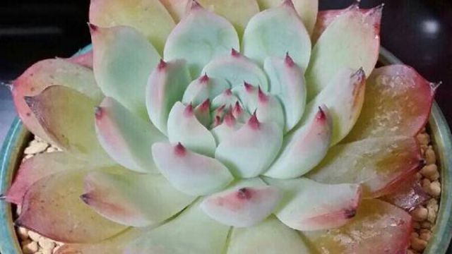 多肉冻伤怎么办 多肉冻伤怎么办