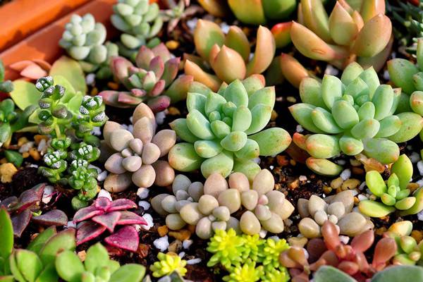 多肉植物常见病害及防治办法大全 多肉植物常见病害及防治办法大全