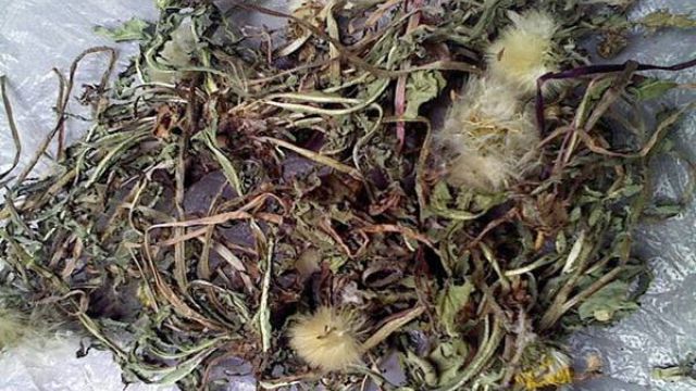 蒲公英的功效与作用及食用方法 蒲公英的功效与作用及食用方法