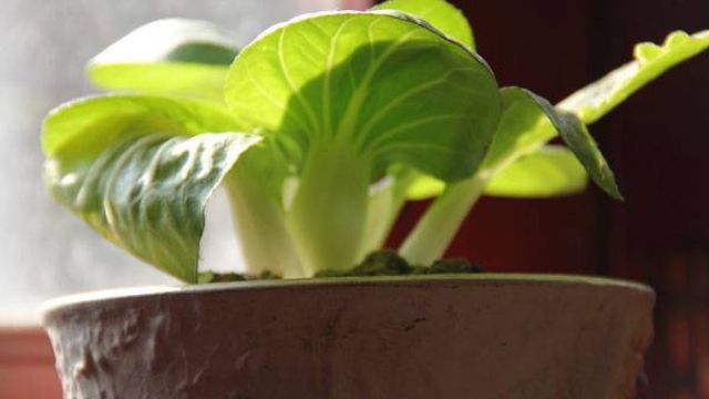 怎么在阳台种菜 怎么在阳台种菜