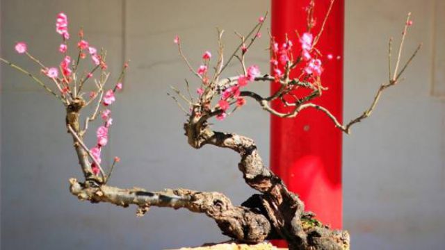 家庭盆栽梅花的种植方法 家庭盆栽梅花的种植方法