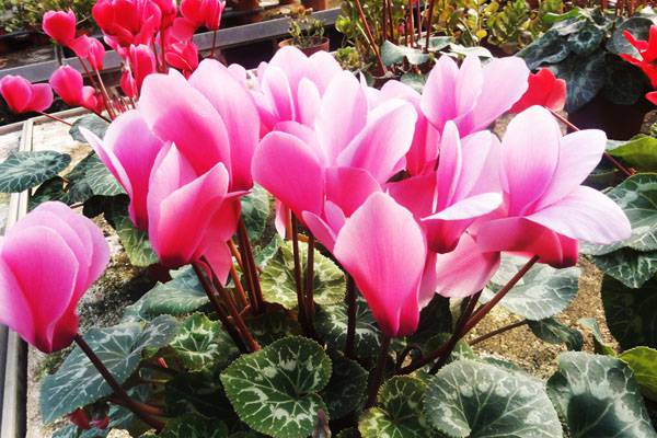 仙客来的虫害防治 仙客来的虫害防治