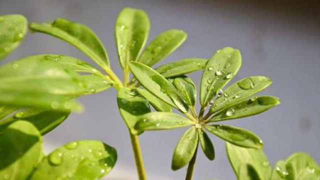 发财树的嫁接繁殖法 发财树的嫁接繁殖法