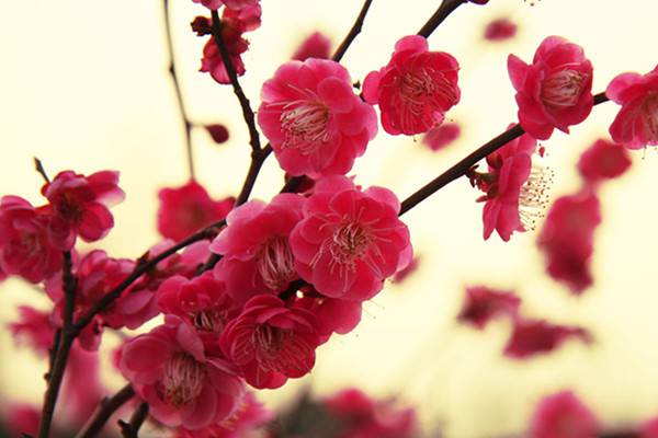 梅花避免药害发生的方法 梅花避免药害发生的方法