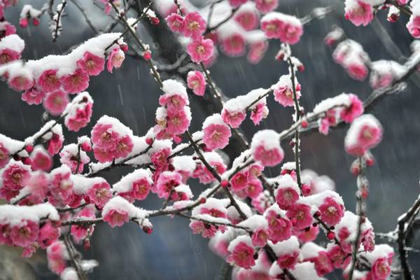梅花常见病害与防治 梅花常见病害与防治