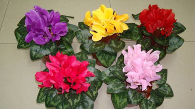 仙客来的种植环境 仙客来的种植环境
