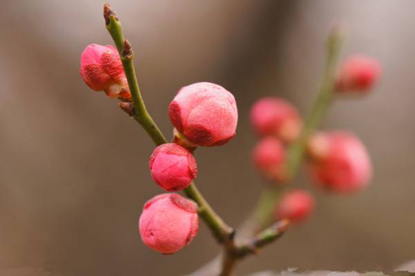 梅花为什么不开花 梅花为什么不开花
