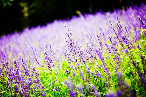 薰衣草怎么在家里养 薰衣草怎么在家里养