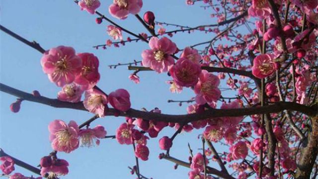 梅花主要虫害的识别与防治 梅花主要虫害的识别与防治