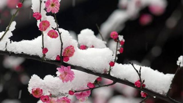 耐寒的梅花品种 耐寒的梅花品种