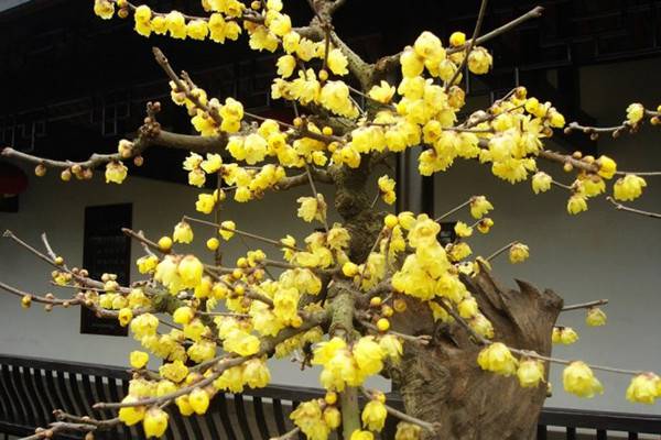 盆栽梅花养殖的注意事项 盆栽梅花养殖的注意事项
