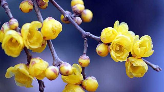 梅花的繁殖方法 梅花的繁殖方法